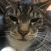 George joined the competition — help win amazing prizes! cat, tabby, close_up, whiskers, face, pet, animal, feline, indoor, fur, ears, nose, eyes, white_chest, portrait, cute, sleepy, unimpressed, domestic_cat, mammal