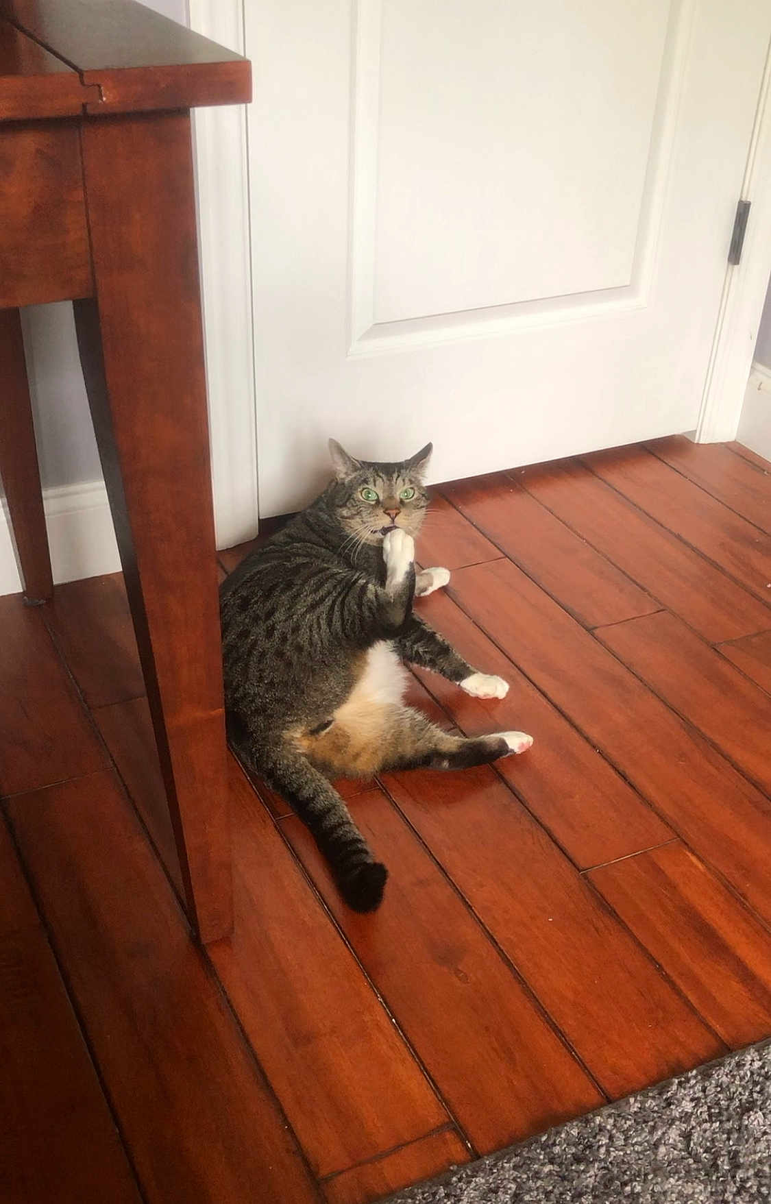 George joined the competition — help win amazing prizes! cat, tabby, indoor, wooden_floor, table, pet, feline, grooming, paw, white_paws, green_eyes, fur, animal, home, door, surprised_expression, relaxed, sitting, floor, domestic_cat