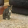 George is registered to the contest to win money with this photo: cat, tabby, carpet, indoor, furniture, couch, floor, curious, pet, whiskers, paw, striped, animal, mammal, home, living_room, fur, ears, alert, seated