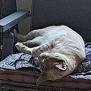 Calixte a rejoint le concours — aidez-le/la à gagner de superbes lots ! cat, sleeping, chair, cushion, indoor, paisley, pattern, pet, feline, relaxing, cozy, fur, whiskers, paws, resting, domestic_animal, animal, home, quiet, comfortable