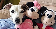 Zoé a rejoint le concours — aidez-le/la à gagner de superbes lots ! animal, blanket, couch, cozy, cute, dog, face, fur, home, indoor, mickey_mouse, minnie_mouse, pet, plant, plush_toy, portrait, relaxing, snuggle, soft_toy, stuffed_animal