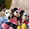 animal, blanket, couch, cozy, cute, dog, face, fur, home, indoor, mickey_mouse, minnie_mouse, pet, plant, plush_toy, portrait, relaxing, snuggle, soft_toy, stuffed_animal