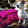 animal, bush, canine, daylight, dog, flower, garden, greenery, landscape, nature, outdoor, pet, pink_flower, plant, portrait, rock, shrub, sitting, sunlight, tree