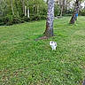 Zoé participe au concours pour gagner de l'argent avec cette photo : animal, canine, daylight, dog, field, flora, forest, grass, greenery, harness, leaves, nature, outdoor, park, pet, scenery, spring, tree, trunk, walking