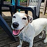 animal, brown_patch, canine, closeup, daylight, deck, dog, domestic_animal, ears, friendly, happy, outdoor, pet, plastic_chair, smiling, snout, sunlight, tongue_out, white_dog, wooden_floor