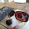 animal, black_nose, canine, casual, chillin, closeup, dog, fashion, hand, outdoor, pet, portrait, reflection, relaxing, shades, summer, sunglasses, sunny, white_fur, wooden_deck