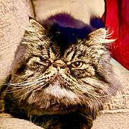 Royce joined the competition — help win amazing prizes! cat, persian_cat, long_hair, fluffy, whiskers, feline, pet, animal, portrait, close_up, grumpy, serious_expression, brown, tabby, green_eyes, pink_nose, paws, couch, indoor, home