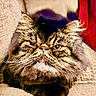 cat, persian_cat, long_hair, fluffy, whiskers, feline, pet, animal, portrait, close_up, grumpy, serious_expression, brown, tabby, green_eyes, pink_nose, paws, couch, indoor, home