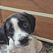 Duncan is registered to the contest to win money with this photo: adorable, animal, black_and_white, carpet, close_up, companion, curious, cute, dog, domestic_animal, fur, head_tilt, indoor, pet, portrait, puppy, sitting, whiskers, wooden_dresser, young