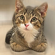 Juju is registered to the contest to win money with this photo: kitten, cat, tabby, animal, pet, whiskers, fur, cute, small, young, indoor, closeup, face, eyes, pink_nose, curious, lying_down, paws, soft_background, adorable