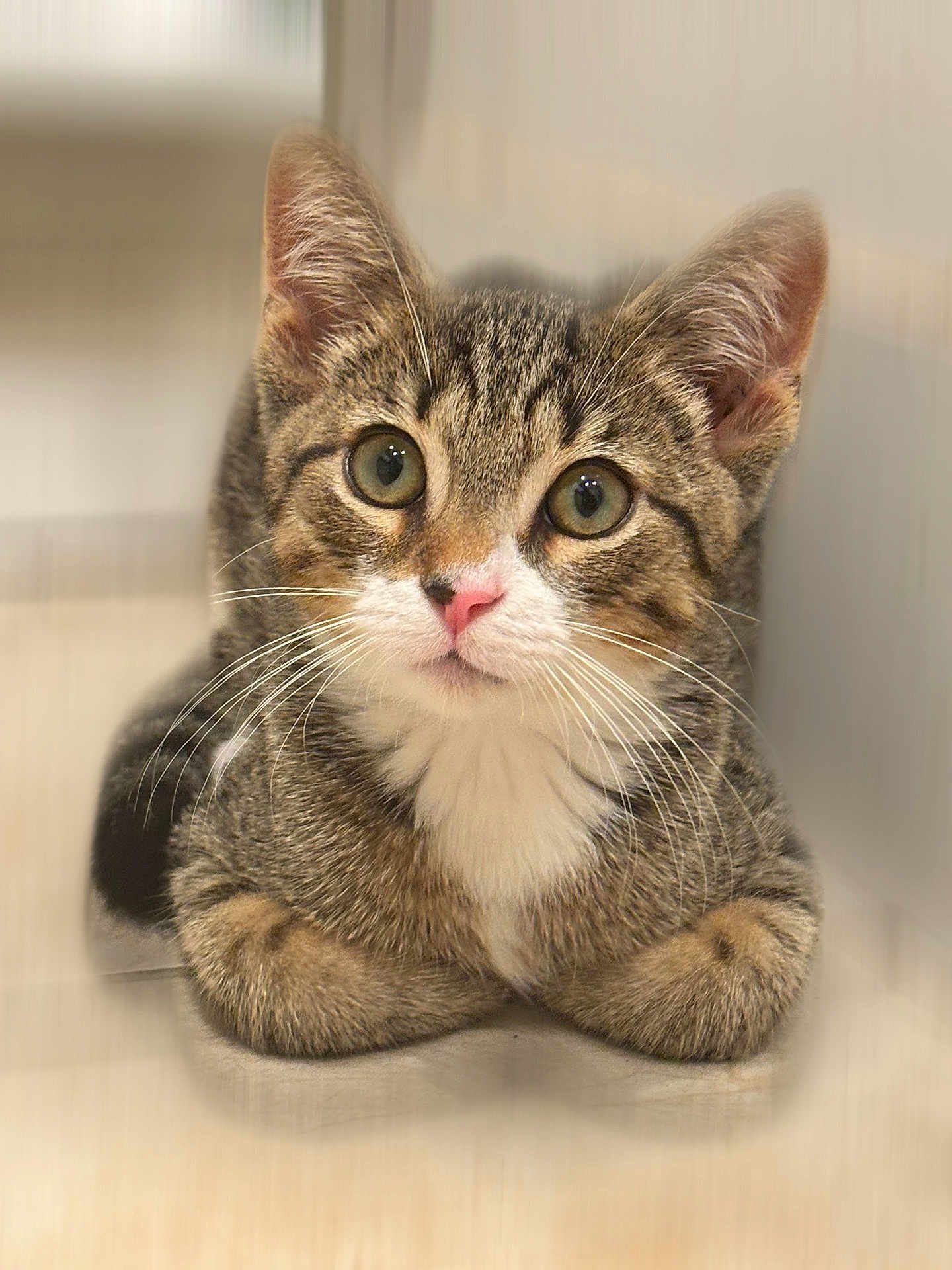 Juju is registered to the contest to win money with this photo: kitten, cat, tabby, animal, pet, whiskers, fur, cute, small, young, indoor, closeup, face, eyes, pink_nose, curious, lying_down, paws, soft_background, adorable
