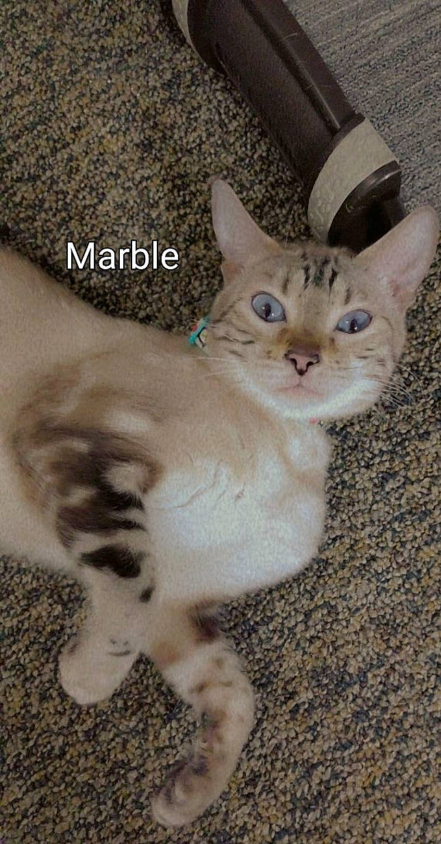 Marbel joined the competition — help win amazing prizes! carnivore, cat, domestic_short_haired_cat, fawn, felidae, fur, paw, photo_caption, small_to_medium_sized_cats, snout, tail, terrestrial_animal, whiskers