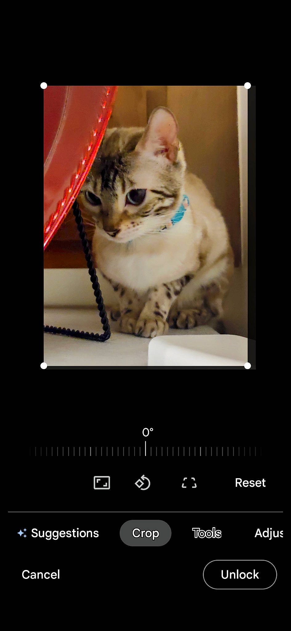 Marbel joined the competition — help win amazing prizes! carnivore, cat, cat_supply, communication_device, display_device, domestic_short_haired_cat, felidae, font, fur, gadget, gesture, multimedia, multimedia_software, paw, pet_supply, photo_caption, portable_communications_device, screenshot, small_to_medium_sized_cats, whiskers