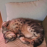 Chouquette a rejoint le concours — aidez-le/la à gagner de superbes lots ! cat, sleeping, tabby, indoor, cushion, quilted, fur, pet, relaxed, cozy, resting, animal, mammal, whiskers, paws, collar, feline, home, comfort, cute