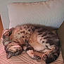 cat, sleeping, tabby, indoor, cushion, quilted, fur, pet, relaxed, cozy, resting, animal, mammal, whiskers, paws, collar, feline, home, comfort, cute