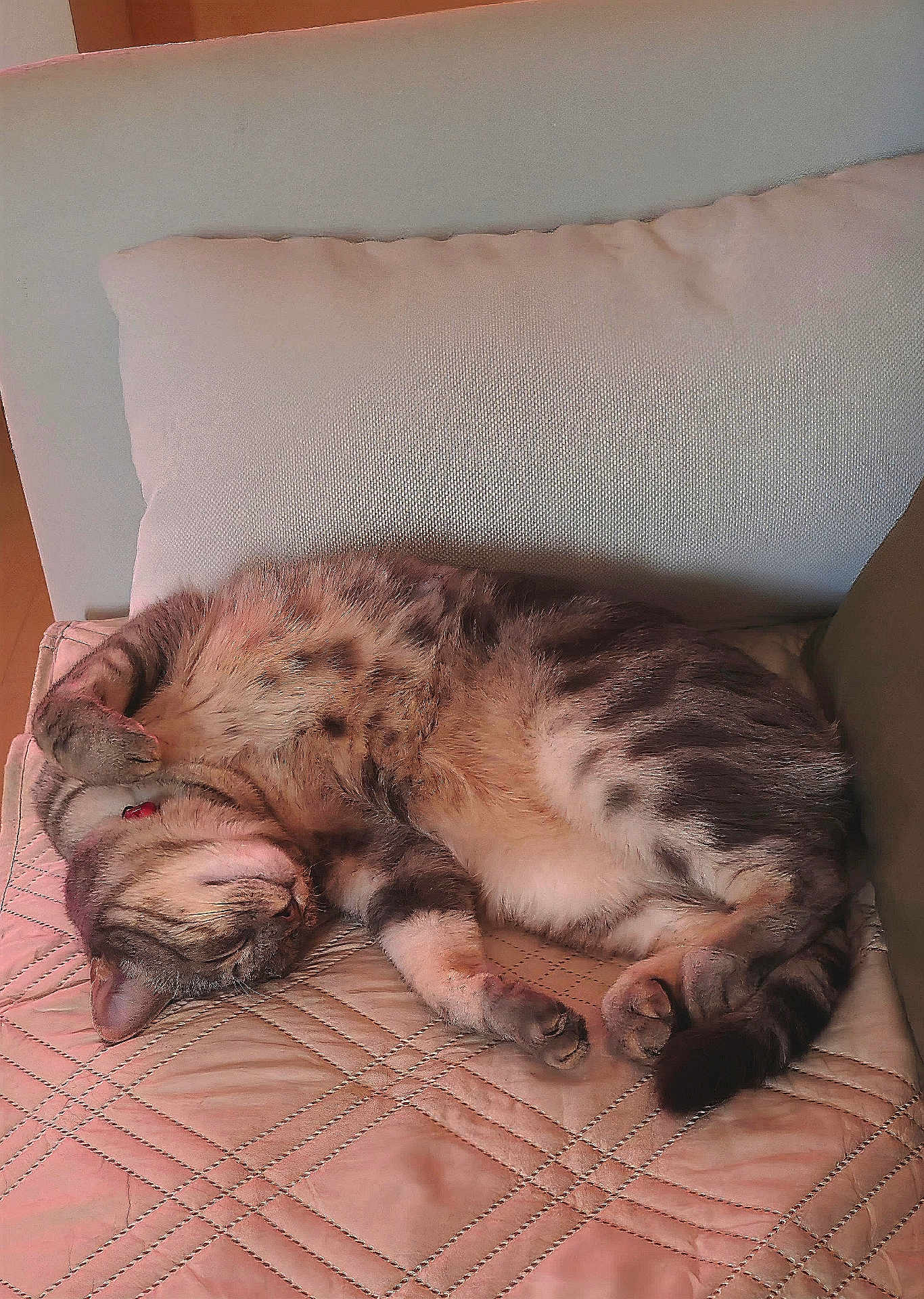 Chouquette a rejoint le concours — aidez-le/la à gagner de superbes lots ! cat, sleeping, tabby, indoor, cushion, quilted, fur, pet, relaxed, cozy, resting, animal, mammal, whiskers, paws, collar, feline, home, comfort, cute