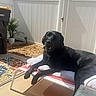 black_dog, labrador, dog, outdoor, sunny, backyard, fence, chair, cushion, relaxed, pet, animal, smiling, resting, daylight, plant, trash_can, rug, shadow, home