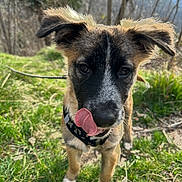 Cody participe au concours pour gagner de l'argent avec cette photo : dog, puppy, animal, pet, outdoors, forest, woodland, grass, nature, portrait, floppy_ears, black_and_tan, fluffy, collar, leash, standing, licking_nose, face, sunlight, cute