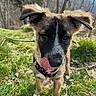 dog, puppy, animal, pet, outdoors, forest, woodland, grass, nature, portrait, floppy_ears, black_and_tan, fluffy, collar, leash, standing, licking_nose, face, sunlight, cute