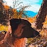 dog, canine, animal, pet, profile, outdoors, forest, woodland, autumn, leaves, mountains, tree, nature, scenic, brown_fur, long_hair, collar, standing, side_view, lock_screen