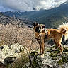 Cody participe au concours pour gagner de l'argent avec cette photo : dog, canine, mountain, landscape, outdoors, nature, rock, boulder, lichen, moss, valley, village, forest, clouds, sky, hiking, adventure, harness, fluffy_tail, standing