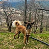 Cody a rejoint le concours — aidez-le/la à gagner de superbes lots ! dog, canine, standing, outdoors, grass, hillside, mountains, village, scenic, landscape, nature, trees, bare_trees, winter, fur, fluffy_tail, pointed_ears, brown_coat, black_mask, garden_hose