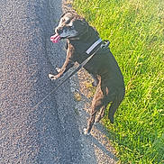 Balto participe au concours pour gagner de l'argent avec cette photo : dog, black_dog, leash, walk, outdoor, grass, road, sunlight, pet, canine, animal, happy, tongue_out, nature, summer, sidewalk, pavement, greenery, daytime, muzzle