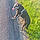 Balto