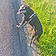 Balto