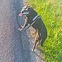 dog, black_dog, leash, walk, outdoor, grass, road, sunlight, pet, canine, animal, happy, tongue_out, nature, summer, sidewalk, pavement, greenery, daytime, muzzle