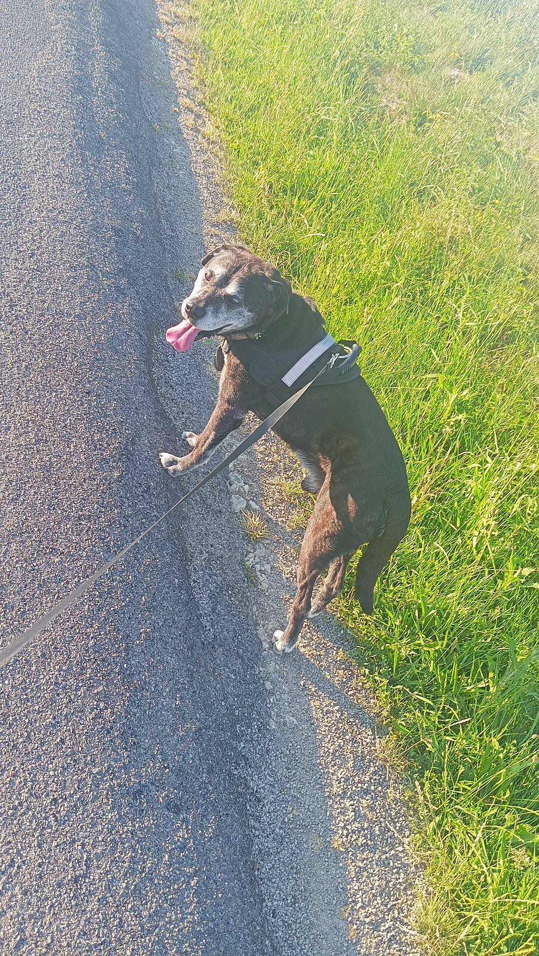 Balto participe au concours pour gagner de l'argent avec cette photo : dog, black_dog, leash, walk, outdoor, grass, road, sunlight, pet, canine, animal, happy, tongue_out, nature, summer, sidewalk, pavement, greenery, daytime, muzzle