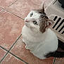cat, pet, animal, white_fur, gray_fur, green_eyes, whiskers, tiled_floor, indoor, pet_carrier, looking_up, cute, feline, domestic_animal, sitting, floor, fur, ears, small, curious