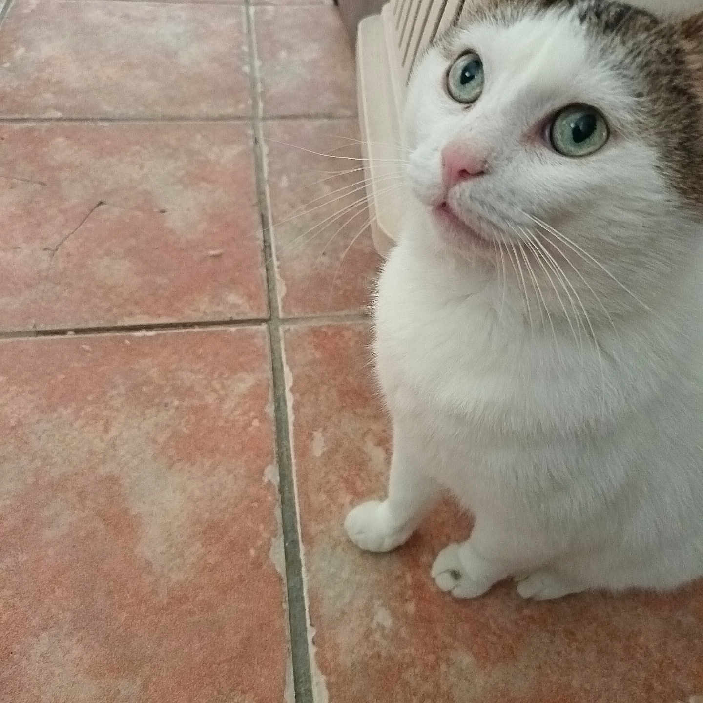 Scrat a rejoint le concours — aidez-le/la à gagner de superbes lots ! animal, cat, close_up, curious, cute, domestic_cat, feline, floor_tiles, four_paws, fur, green_eyes, house_pet, indoor, looking_up, pet_carrier, pink_nose, sitting, tabby, whiskers, white_cat