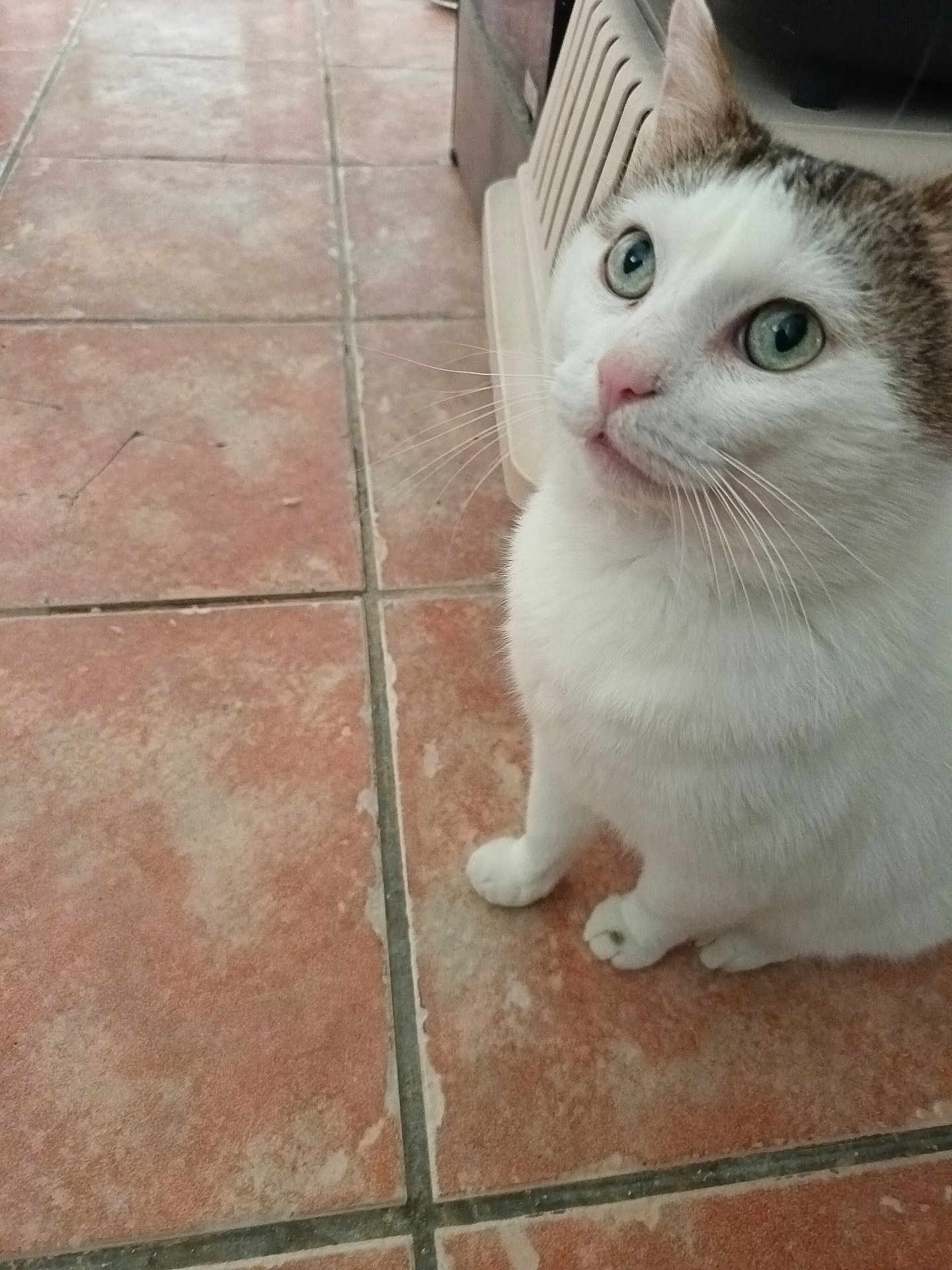 Scrat a rejoint le concours — aidez-le/la à gagner de superbes lots ! cat, white_cat, tabby, green_eyes, pet_carrier, floor_tiles, curious, sitting, indoor, whiskers, close_up, animal, feline, domestic_cat, cute, looking_up, pink_nose, four_paws, fur, house_pet