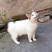 Scrat participe au concours pour gagner de l'argent avec cette photo : cat, animal, white_cat, gray_spots, outdoor, concrete, wall, urban, curious, standing, mouth_open, plants, pipes, texture, side_view, pet, feline, looking_up, street, nature