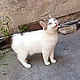 cat, animal, white_cat, gray_spots, outdoor, concrete, wall, urban, curious, standing, mouth_open, plants, pipes, texture, side_view, pet, feline, looking_up, street, nature