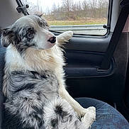 Usko a rejoint le concours — aidez-le/la à gagner de superbes lots ! accessories, animal, belt, canine, car, cushion, dog, eskimodog, face, head, homedecor, husky, person, pet, photography, portrait, puppy, transportation, vehicle, window