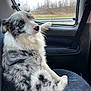 accessories, animal, belt, canine, car, cushion, dog, eskimodog, face, head, homedecor, husky, person, pet, photography, portrait, puppy, transportation, vehicle, window