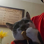 London Bridge Pierce is registered to the contest to win money with this photo: cat, pet, indoor, close_up, blurry, red_clothing, toy, treat, paw, face, ears, vase, flowers, wall_art, person_partial, home, furniture, domestic_animal, holding, playing