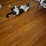 cat, black_and_white, wooden_floor, indoor, pet, lying_down, relaxed, playful, flooring, whiskers, tail, paws, feline, domestic_animal, fur, home, animal, cute, resting, looking