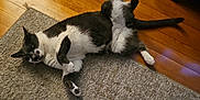 London Bridge Pierce joined the competition — help win amazing prizes! cat, black_and_white, indoor, wooden_floor, rug, relaxed, pet, playful, lying_down, raised_leg, floor, domestic_animal, feline, cozy, home, animal, fur, whiskers, paw, curious