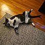 cat, black_and_white, indoor, wooden_floor, rug, relaxed, pet, playful, lying_down, raised_leg, floor, domestic_animal, feline, cozy, home, animal, fur, whiskers, paw, curious