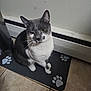 cat, gray, white, pet, animal, indoor, floor, tile, mat, paw_print, wall, sitting, fur, whiskers, ears, eyes, cute, portrait, domestic, quiet