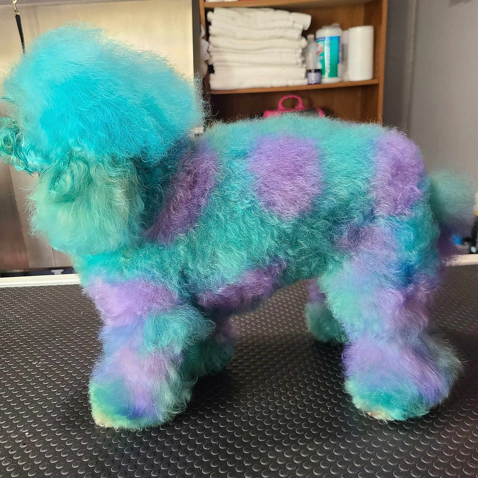 Kissy is registered to the contest to win money with this photo: canidae, dog, fur, non_sporting_group, plush, purple, stuffed_toy, textile, toy, toy_dog, toy_poodle, wool