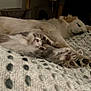 dog, cat, kitten, sleeping, cozy, blanket, fur, paw, pet, indoor, resting, cute, animal, tabby, white_dog, cat_tree, relaxation, snuggling, peaceful, home
