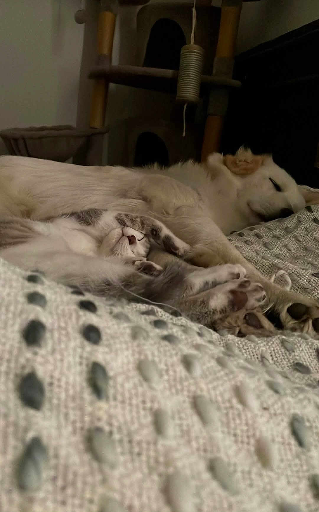 Anakine a rejoint le concours — aidez-le/la à gagner de superbes lots ! dog, cat, kitten, sleeping, cozy, blanket, fur, paw, pet, indoor, resting, cute, animal, tabby, white_dog, cat_tree, relaxation, snuggling, peaceful, home