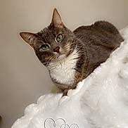 Miya Nafla participe au concours pour gagner de l'argent avec cette photo : animal, cat, close_up, cozy, curious, cute, domestic_cat, feline, fluffy_blanket, gray, green_eyes, head_tilt, indoor, pet, portrait, relaxed, resting, soft_texture, whiskers, white