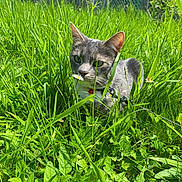Miya participe au concours pour gagner de l'argent avec cette photo : animal, backyard, cat, field, flower, grass, grassland, green, herbal, herbs, kitten, lawn, leaf, manx, nature, outdoors, pet, plant, vegetation, yard