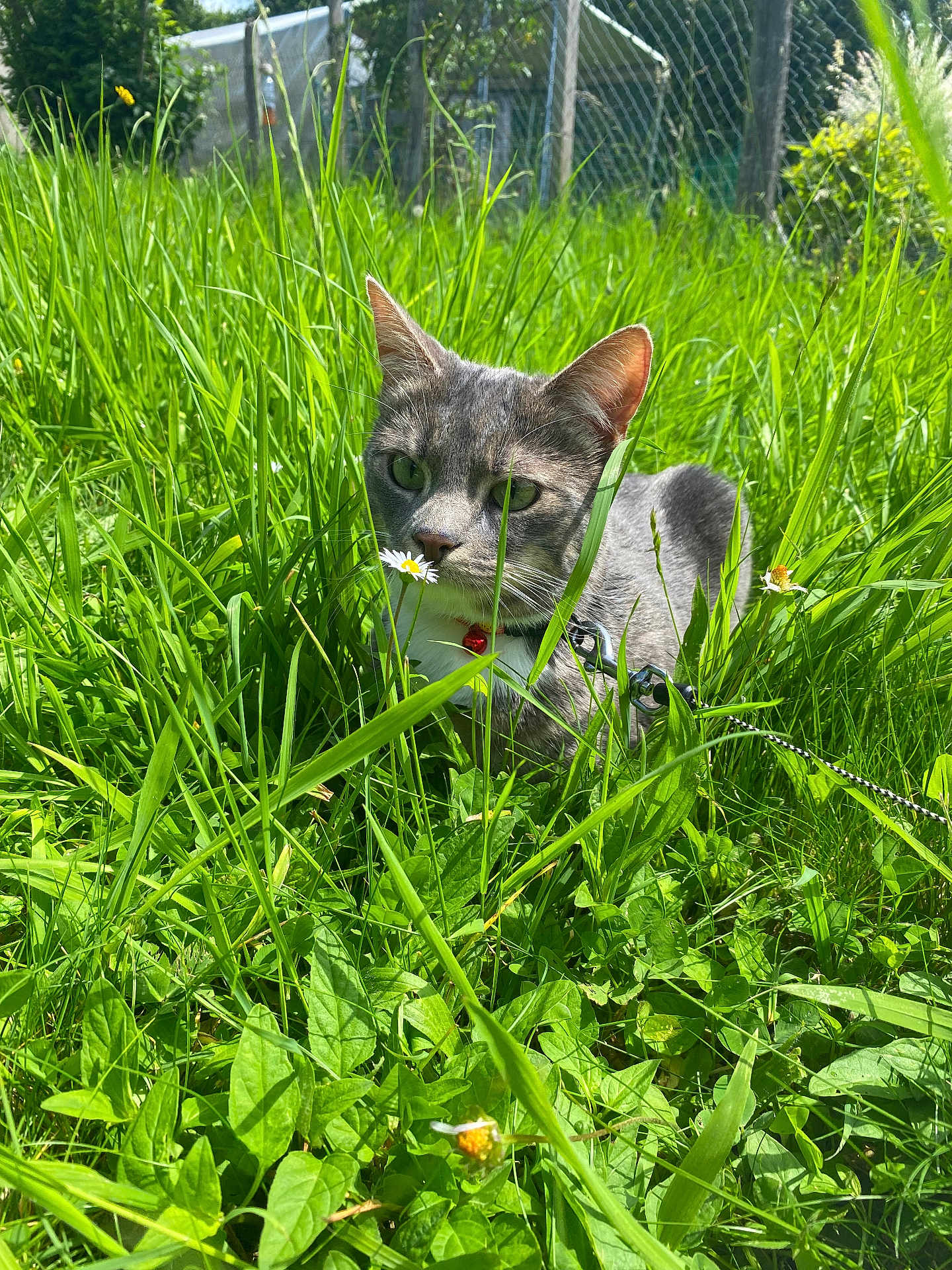 Miya