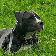Akira a rejoint le concours — aidez-le/la à gagner de superbes lots ! animal, black_and_white, calm, canine, closeup, daylight, dog, ears, field, grass, greenery, harness, leash, meadow, muzzle, nature, outdoor, pet, resting, side_view